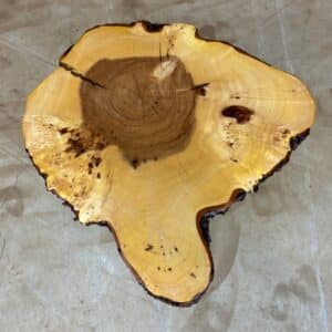 Furniture for wood darling - tree disc elm with bark 55 x 53 x 7cm picture 1