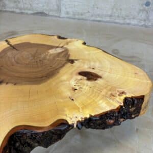 Furniture for wood darling - tree disc elm with bark 55 x 53 x 7 cm picture 4